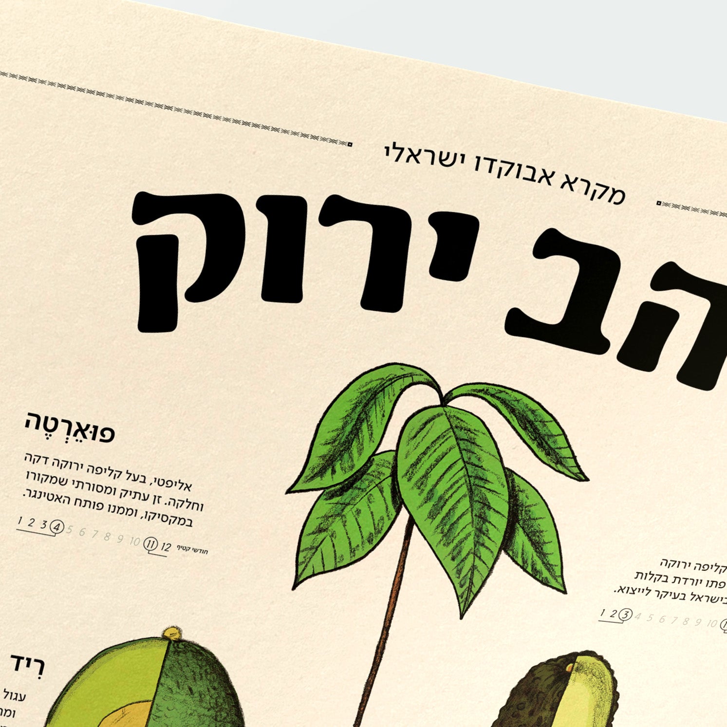 זהב ירוק | מקרא אבוקדו ישראלי
